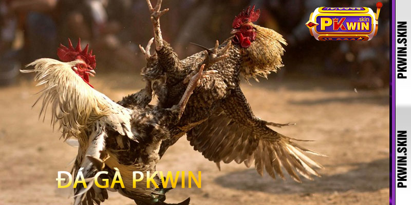 Đá Gà Pkwin